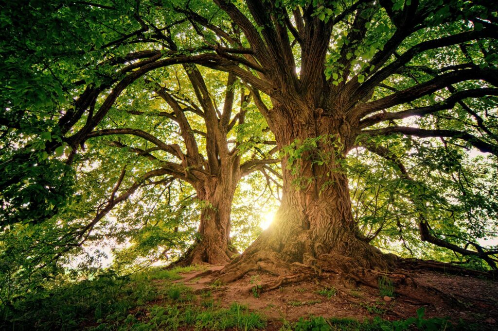 Why Scientists Are Studying Ancient Trees in Urban Neighborhoods