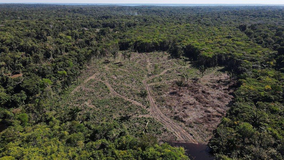 Key Drivers Behind the Rapid Loss of Biodiversity