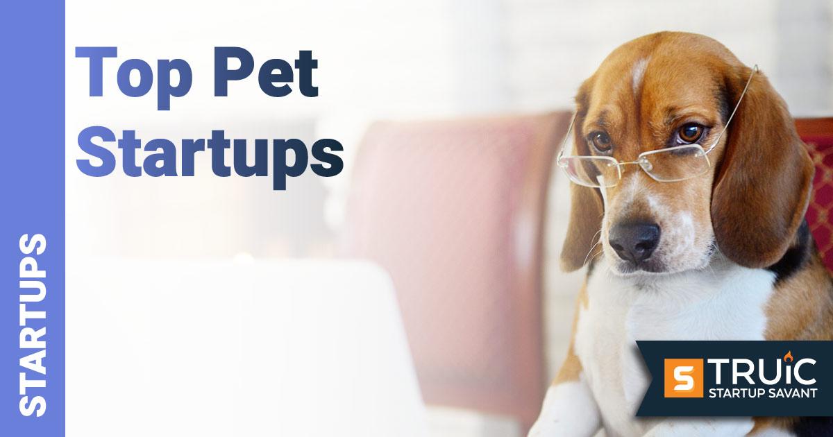 Future Opportunities and Investment Insights in the Pet Startup Ecosystem