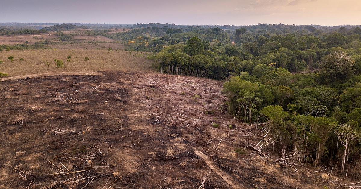 Amazon Rainforest Deforestation Reaches Critical Level