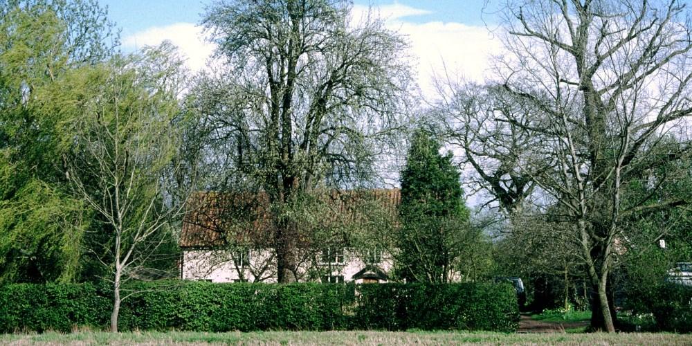 Challenges Scientists Face in Studying Urban Ancient Trees