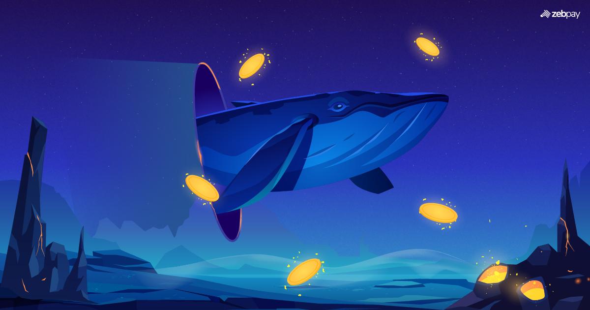 Practical Tips for Responding to Whale Market Signals