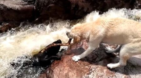 Viral Animal Rescue Story Moves Millions