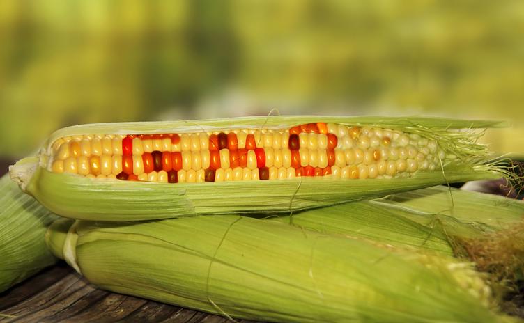 Strategic Recommendations for Sustainable GMO Integration