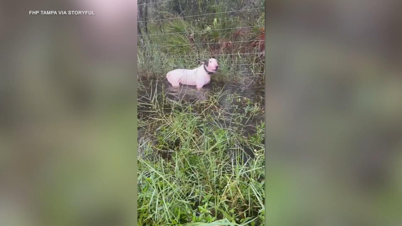 Viral Animal Rescue Story Sparks Global Compassion and Awareness